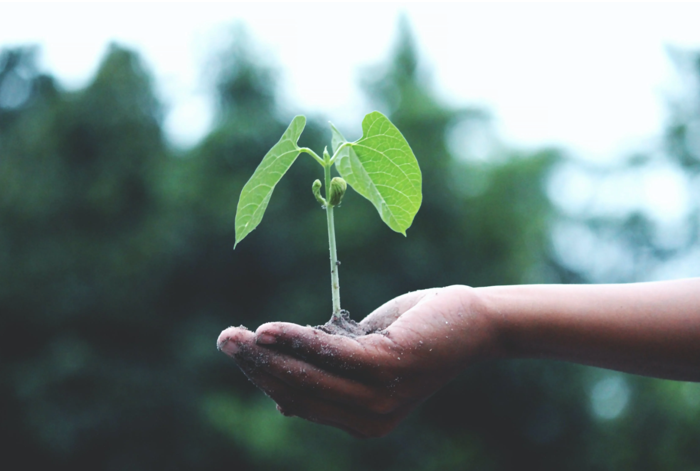 Mano con una planta